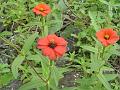 Peruvian Zinnia